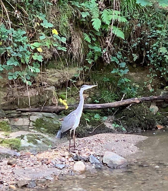 agupe_heron
